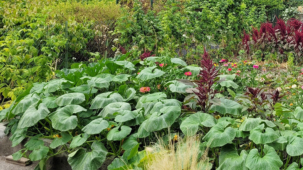 Jardins Potagers et-ou Fleuris 1er prix