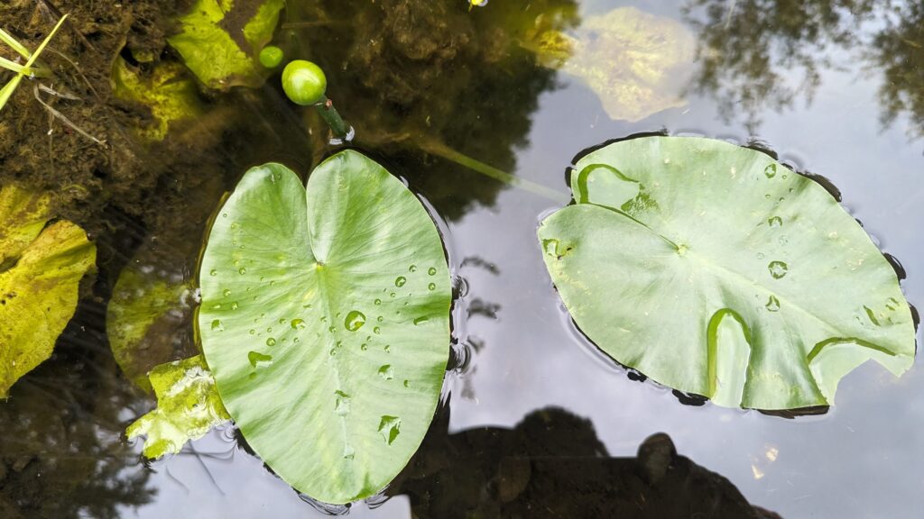 Le Jardins des Cimes Passy