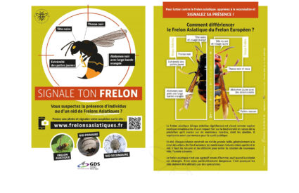 lutte contre le frelon asiatique à Passy